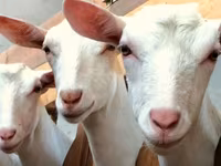 Sheep, Sheep — photo 4