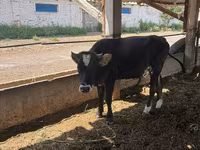 Mucca, Bovini — foto 2