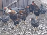 Chickens — fotografija 1