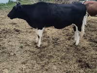 Ko, Holstein-race — foto 5