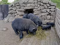 หมูป่าตัวผู้, Вьетнамская вислобрюхая — รูปภาพ 6