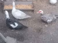 Ducks — foto 5
