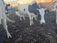 Vaca, Russian Black pied cattle — foto 3