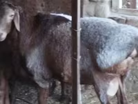 Kambing jantan, Hissar sheep — foto 4