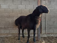 Beran, Arashan sheep — foto 8