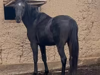 Faras, Kazakh horse — sawirka 4