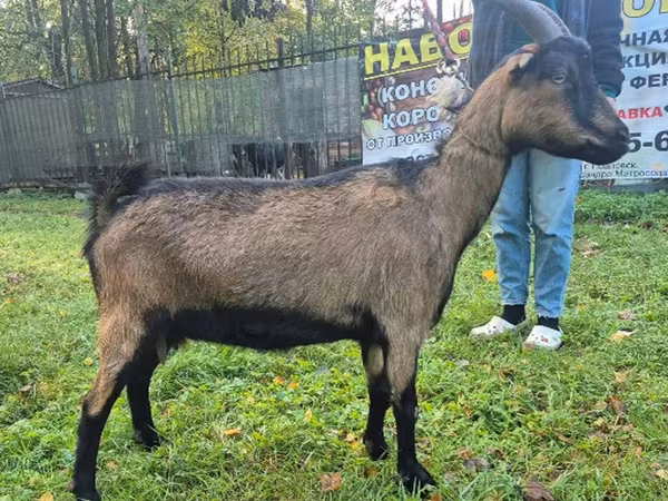 بز ماده, Alpine goat