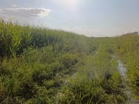 Кукуруза под силос Кукуруза под силос Кукуруза под силос Силос — foto 4