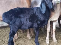 Beran, Arashan sheep — foto 3