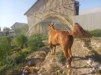 اسب نر, اسب — عکس 2