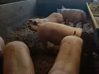 Babi hutan, Pigs — foto 2