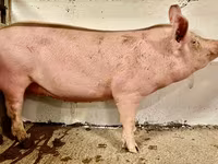 Sow, Pigs — photo 1