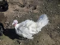 Turkeys — عکس 1