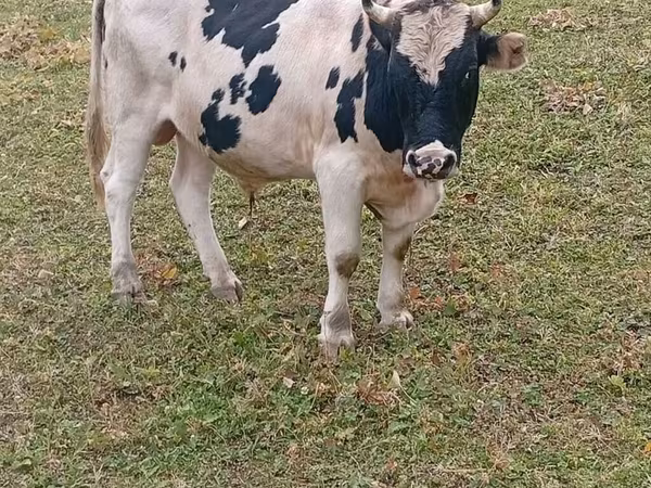 Ցուլ, Russian Black pied cattle