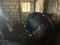 Stier, Roodgevlekte ras — foto 2