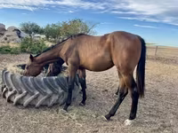 Cavallo, Hungarian horse breed — foto 7