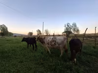 Krava, Swiss cattle — fotografija 6
