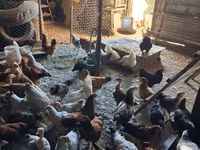 Chickens — تصویر 1