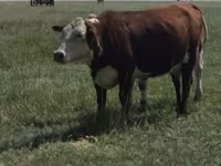 گاو ماده, Latvian Blue cattle — عکس 2