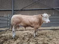 Бух, Blonde d’Aquitane cattle — 2 зураг