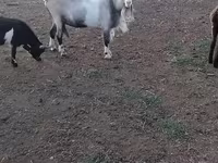 بز نر, Nubian Goat — عکس 4