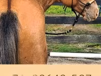 公马, Palomino — 照片 8