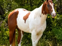 公马, American paint horse — 照片 6