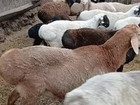 Montone, Arashan sheep — foto 3