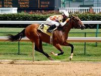Kůň, Thoroughbred horse — foto 5
