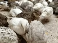 Quails — снимка 2