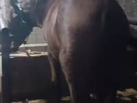 Էգ ձի, Budyonny horse — լուսանկար 4