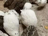 Quails — ছবি 7