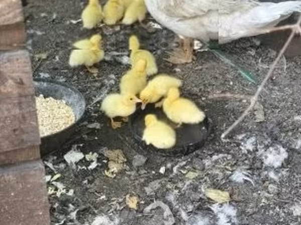 Ducks — Hungary