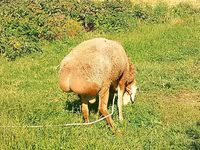 Montone, Arashan sheep — foto 7