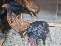 Chickens — عکس 1