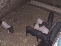 Babi jantan, Вьетнамская вислобрюхая — foto 2