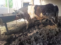 Говбуз, Russian Black pied cattle — акс 2