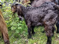 تيس, Damask goat — الصورة 2