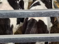 گاو نر, Russian Black pied cattle — عکس 5