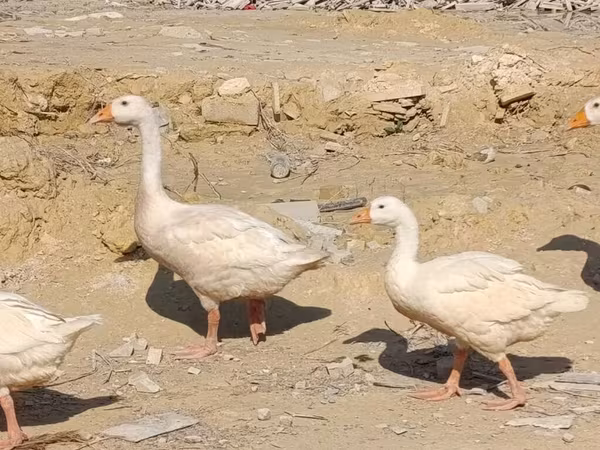 Geese