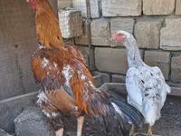 Chickens — الصورة 5