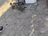 Ducks — foto 2