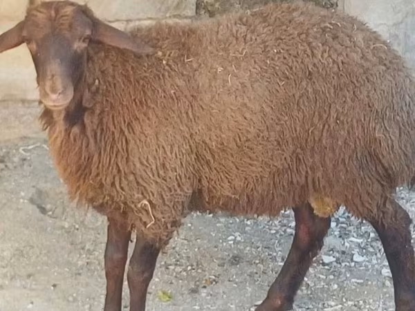 قوچ, گوسفند