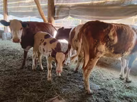 گاو نر, Simmental cattle — عکس 1