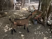 Jarac, Alpine goat — fotografija 4