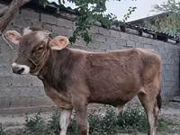 Lembu jantan, Cattle — foto 6