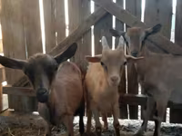 Ri’ dhaddig, Saanen goat — sawirka 3