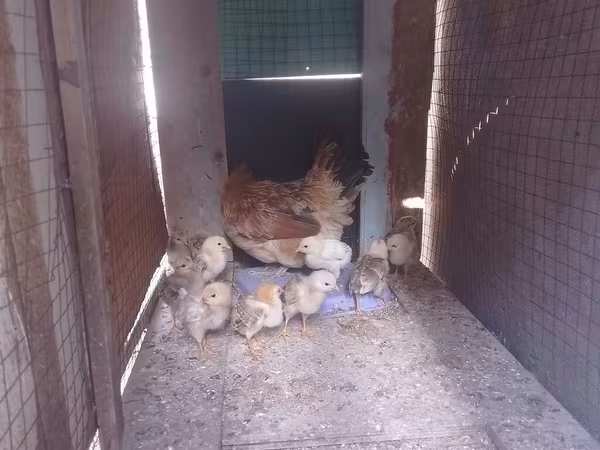 Chickens