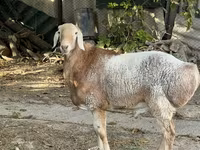 مینڈھا, بھیڑیں — تصویر 3