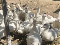 Ducks — عکس 3